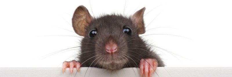 Die Marke Busymouse wird nun in die Einheit Dogado.Partners umfirmiert.