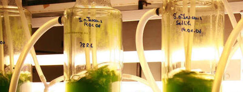 Algen können Kohlendioxid in Form von Biomasse fixieren.