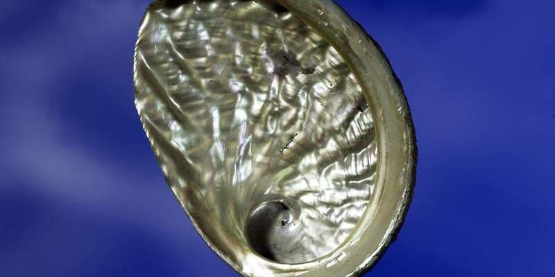 Proteine aus der Haliotis Schnecke bewirken das Wachstum maßgeschneiderter Materialien.