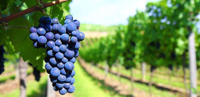 Umso genauer die maschinelle Auslese der Trauben erfolgt, desto größer sind die Chancen auf einen echten Spitzenwein. Hochgeschwindigkeits-Zeilenkamera identifizieren Fremkörper zuverlässig.