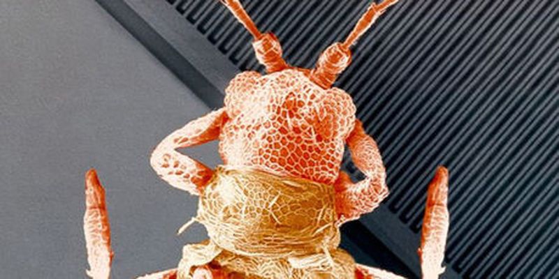Das Internet der Dinge beruht auf MEMS-Sensoren, hier ein Beispiel im Rasterelektronenmikroskop (REM): Das Bild zeigt die feinen geätzten Silizium-Strukturen eines Beschleunigungssensors von Bosch. Als Größenvergleich ist auf dem Chip zudem ein Insekt abgebildet.