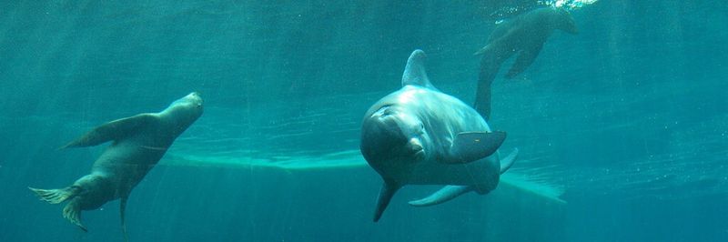 Delfinlagune im Nürnberger Zoo: Moderne Filteranlagen mit Automatisierungstechnik sorgen für hohe Wasserqualität und damit auch für glückliche Delfine und Seelöwen.