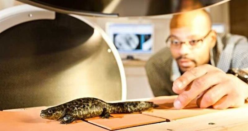 Salamanderdame „Lotte" wird von Nyakatura durch den Versuchsaufbau geführt. Röntgenvideos und Bodenreaktionskraftmessungen geben Einblick in die Biomechanik des Spreizgangs