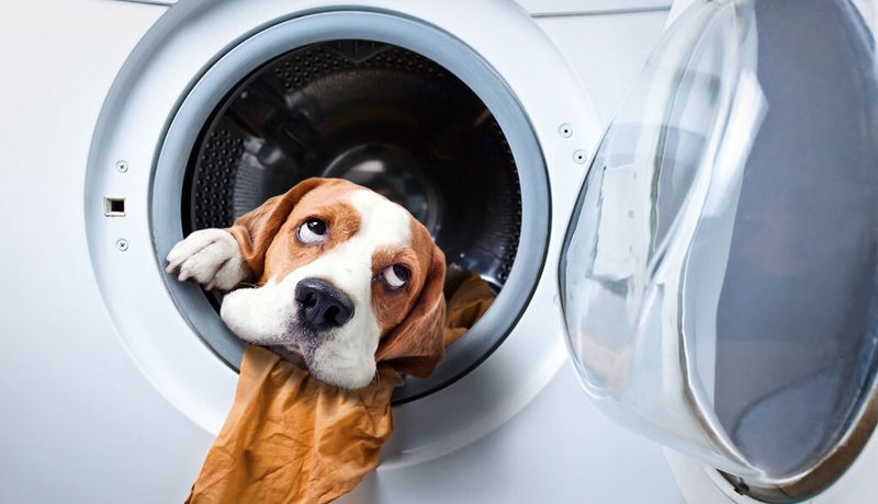 Das „Cloudwashing“, der Versuch einiger Anbieter, ihr Angebot einen Anstrich von Cloud-Computing zu geben, ist eine Übergangserscheinung. Jetzt gibt es genügend reale IT-Services.