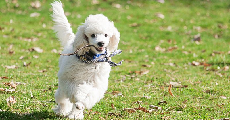 Die POODLE-Schwachstelle lässt sich mit verhältnismäßig einfachen Hilfsmitteln in den Griff bekommen.