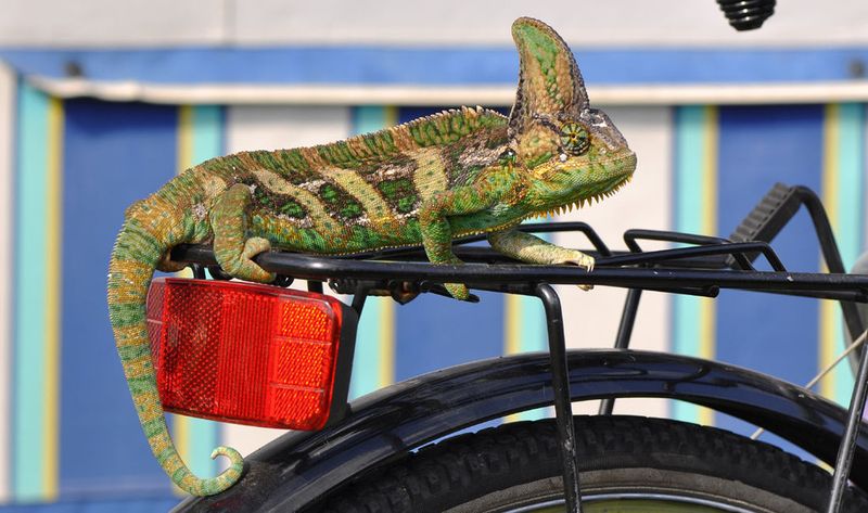 Gut wenn sich das Linux-System an die Anforderungen Verfügbarkeit und Schnelligkeit anpassen kann. Suse (das Firmenlogo ist ein Chameleon) bringt ein paar wichtige Neuerungen auf den Weg.