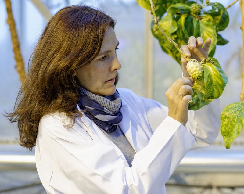 Die Max-Planck-Wissenschaftlerin Dr. Sofia Lavista Llanos untersucht die Früchte des Noni-Baums.