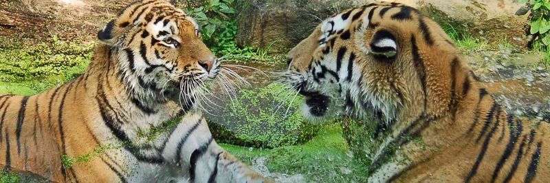 Sicherheitstechnik, wie sie in der Industrie längst eingeführt ist, könnte die Situation auch in Zoos verbessern. Das zeigt das Beispiel eines Sicherheitsschalters, der an einem Tigergehege im Allwetter-Zoo Münster installiert wurde.