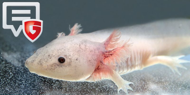 Für den Messenger Secure Chat hat sich G Data die Unterstützung des Verschlüsselungsprotokolls Axolotl gesichert.