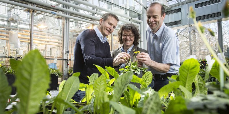 Aus russischem Löwenzahn gewinnen Dr. Christian Schulze Gronover, Dr. Carla Recker (Continental Reifen Deutschland GmbH) und Prof. Dirk Prüfer Naturkautschuk, der zur Herstellung von Autoreifen eingesetzt wird (v.l.n.r.).