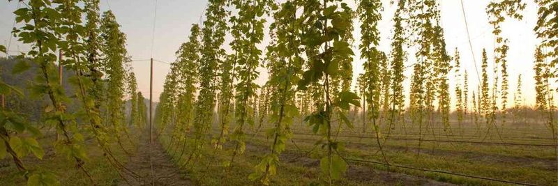 Über 99 Prozent des Hopfens werden von der Brauwirtschaft nachgefragt. 150 bis 400 g des „Grünen Goldes“ werden pro Hektoliter Bier verarbeitet.