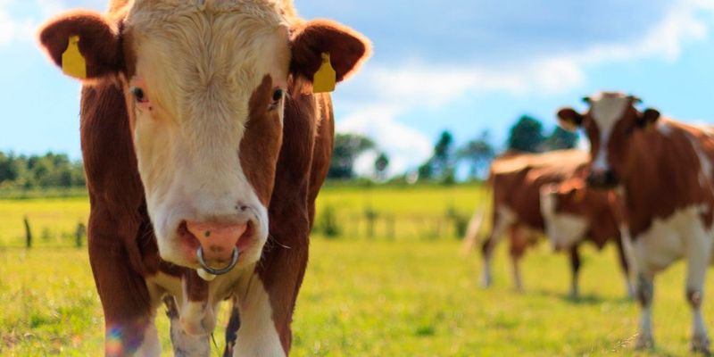 HealthyCow24 von SCR Dairy informiert den Bauern in Echtzeit über den Zustand seiner Kühe.