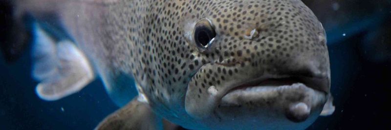 Der Abwasserverband Kempten arbeitet an der Verbesserung der Gewässergüte der Iller. Seltene Fische sollen hier wieder eine Heimat finden – wie der fast ausgestorbene Huchen.