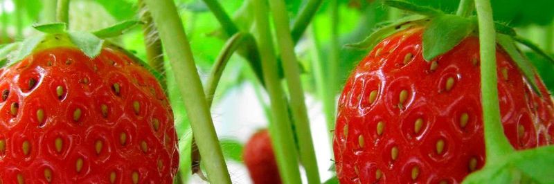 Damit die beliebten kleinen Früchte so herrlich erfrischend saftig beim Endverbraucher ankommen, leisten die Produzenten Schwerstarbeit. Ein Erdbeerroboter verspricht jetzt Erleichterung bei der Ernte.