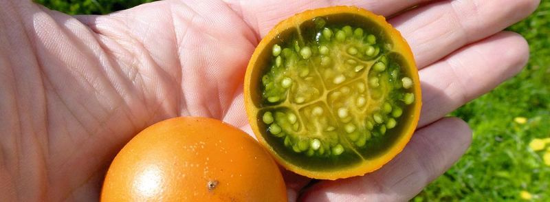 Abb. 1: Vollreife, gerade heruntergefallene und quer aufgeschnittene Lulo-Frucht