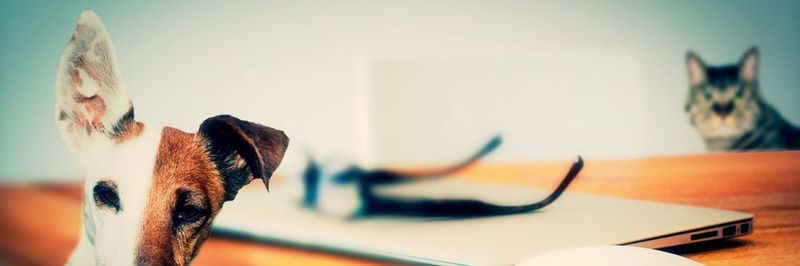 Marketiers und ITler haben nicht selten ein Verhältnis wie Hund und Katz. So sehen sich erstere als kooperativ und extrovertiert an – ihre IT-Kollegen beschreiben sie dagegen als auf Daten konzentrierte Nerds. Was ist dran? Und was kann man dagegen tun?