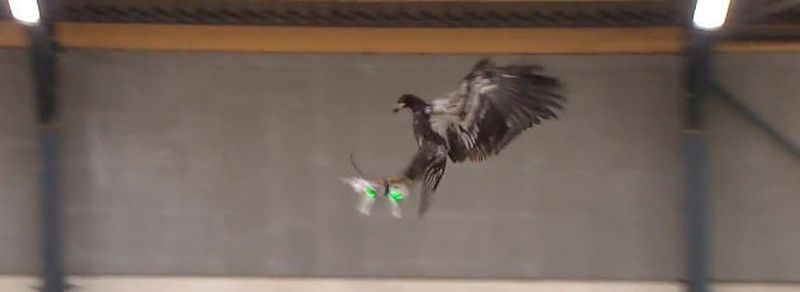 Im Flug erwischt: Die niederländische Polizei testet derzeit, ob sich Greifvögel wie Adler oder Falken auch zum gezielten Abfangen von Flugdrohnen eignen.