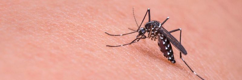 Bei den "The UAE Drones for Good Awards 2016" stehen 20 hilfreiche Drohnen im Halbfinale. Auch ein Prototyp des Moskitocopters zur Bekämpfung von Krankheiten wie Malaria, Zikafieber und Dengue des Flugroboter-Unternehmesn Height Tech steht in Dubai in der Endrunde.