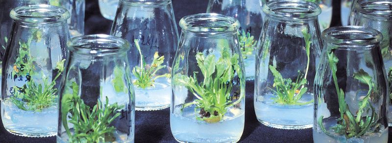 Syngenta is specialised on crop protection, pest control and agri-chemicals.