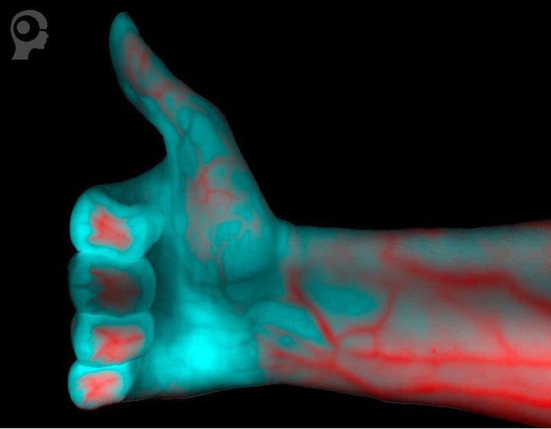 Mit Hyperspectralkameras lassen sich in die molekulare Ebene Einblicke gewinnen. So können zum Beispiel die Blutgefässe eines menschlichen Arms sichtbar gemacht worden.