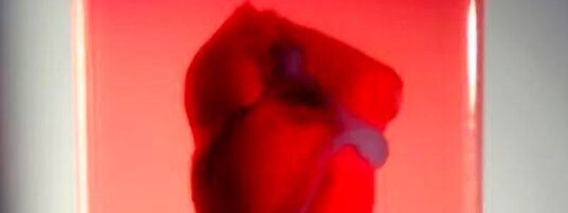 Bayer Wird Medikamente An 3d Gedrucktem Herzgewebe Testen