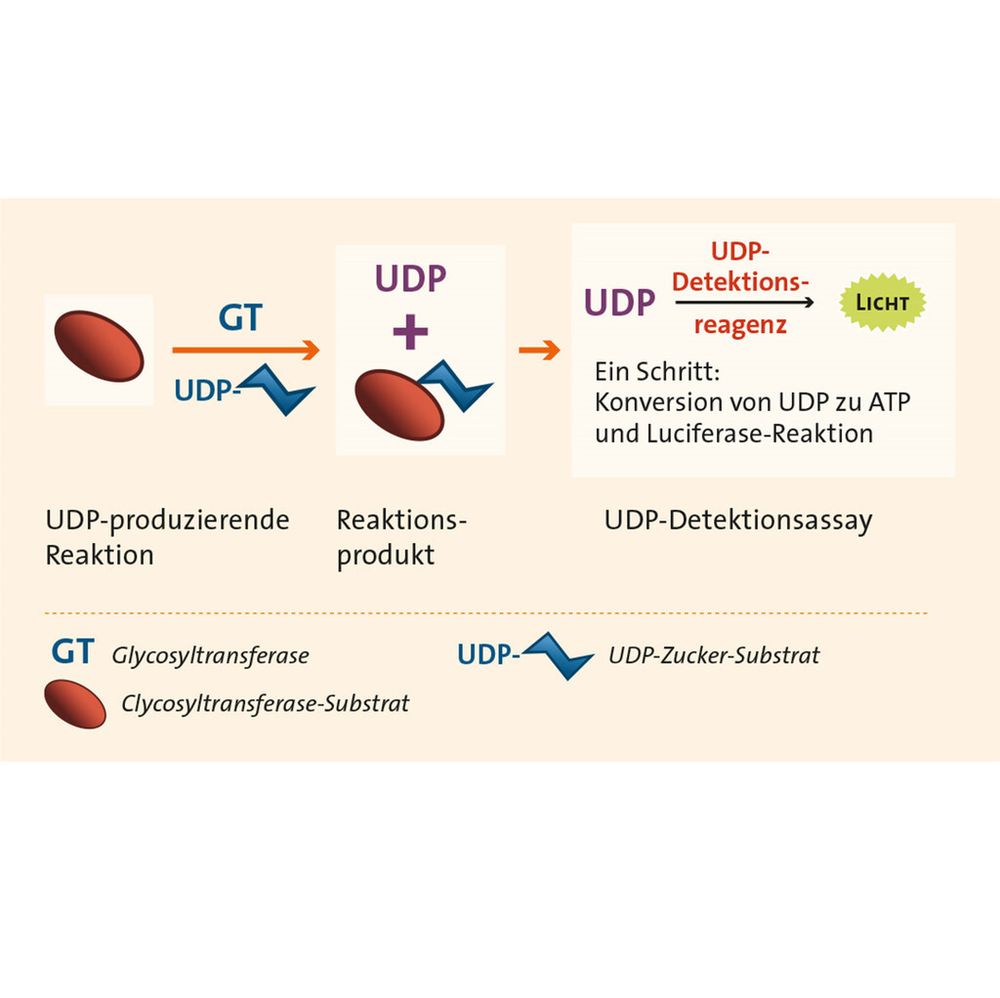Untersuchung der GlycosyltransferaseAktivität