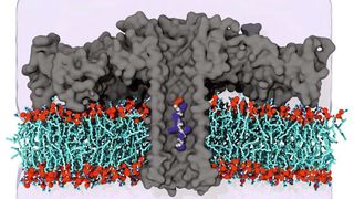Simulation eines Aerolysinkanals (Nature Biotechnology, DOI: 10.1038/s41587-019-0345-2)