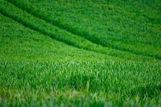 Decades of PFAS-laced sewage sludge, once spread on farms as fertilizer, have left millions of acres of American cropland contaminated with “forever chemicals”.(Source:  frei lizenziert /  Pixabay)