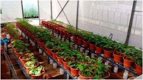 One experiment consisted of cultivating tomato and bean plants in two agricultural soils with very different characteristics. (Demetrio González Rodríguez)