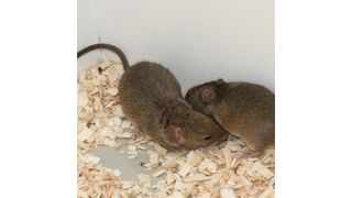 Die Wahl des Sexualpartners ist von lebenswichtiger Bedeutung. (Bild: Kerstin Thonhauser/Vetmeduni Vienna)