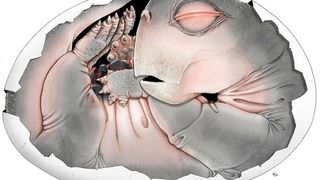 Lystrosaurus embryo within its partially preserved shell , reconstruction of the animal (Source: Professor Julien Benoit/ Sophie Vrard)