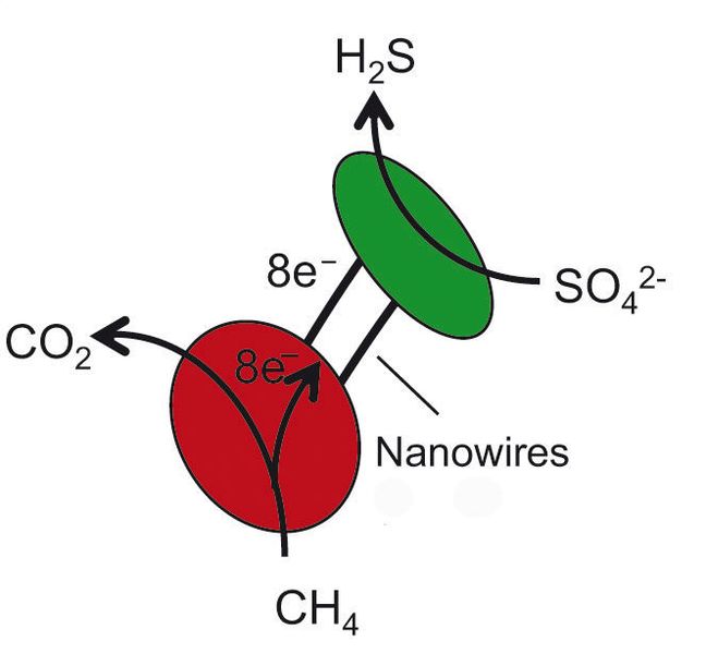 Archaeen (rot) fungieren als Stromversorger und setzen bei der Oxidation eines Methan-Moleküls acht Elektronen frei, die über die Nanodrähte zum Sulfatreduzierer (grün) fließen. Dort wird mit den acht Elektronen ein Molekül Sulfat in Schwefelwasserstoff umgewandelt. (Bild: © MPI f. marine Mikrobiologie)