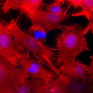 (Bild: Universität Magdeburg)