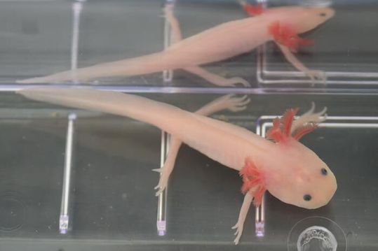 A Mexican axolotl in Wake Forest University biologist Josh Currie's regeneration lab. (Source:  Wake Forest University/ Lyndsie Schlink)