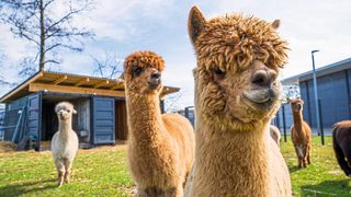 Am Autohaus Paul Lüske in Cloppenburg befindet sich eine Alpaka-Weide. (Bild: Andreas Ronnecker)