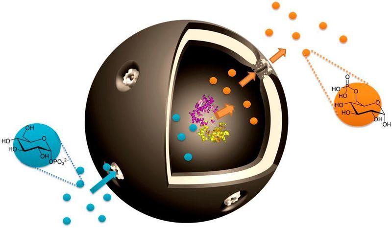 Schematische Darstellung der Nano-Kapsel: Die Ausgangssubstanz Glukose-1-phosphat (blau) gelangt durch Poren zum eingekapselten Enzym Phosphoglucomutase, mit dem es reagiert. Das gewünschte Produkt Glukose-6-phosphat (orange) tritt durch die Pore wieder aus. (Universität Basel)