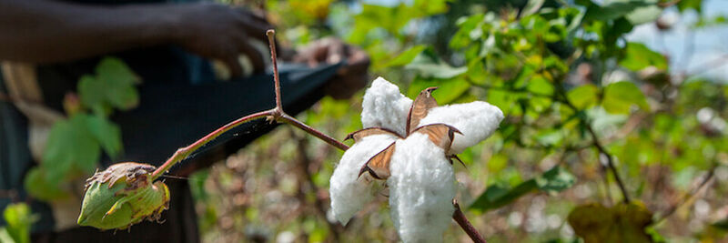 Das erste Projekt der "textile trust"-Plattform umfasst auch Biobaumwolle aus Uganda.