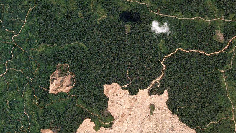 Diese PlanetScope-Bilder dokumentieren die Abholzung, die zwischen dem 15. Februar 2019 ... (Bild: Planet Labs Inc.)