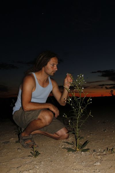 Danny Kessler untersucht Tabakpflanzen in ihrem natürlichen Lebensraum im Südwesten des US-amerikanischen Bundesstaats Utah. (Bild: Danny Kessler, MPI chem. Ökol.)
