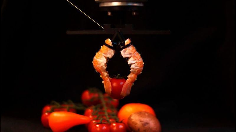 Als Greiferpaar montiert können zwei Exoskelette erfolgreich eine Vielzahl von Objekten unterschiedlicher Größe und Form greifen – von einem Textmarker bis zu einer Tomate. (Bild: EPFL)