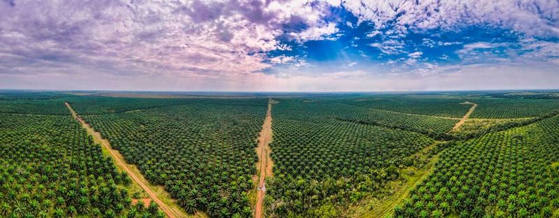 Palmölplantagen erstrecken sich oft über Kilometer und stellen ein Problem für Mensch und Tier dar(Bild: ©  Miguel - stock.adobe.com)