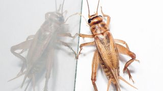 Futterinsekten können zur Entstehung von Allergien beitragen. (Bild: Sarah Hochgeschurz/Vetmeduni Vienna)