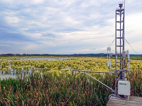 Instrumentierung zur Bestimmung der Treibhausgasflüsse (Eddy-Kovarianz System) mit Blick auf den wieder nasser und sehr viel stärker bewachsener Polder Zarnekow im Juni 2020. Instrumentierung zur Bestimmung der Treibhausgasflüsse (Eddy-Kovarianz System) mit Blick auf den wieder nasser und sehr viel stärker bewachsener Polder Zarnekow im Juni 2020.
