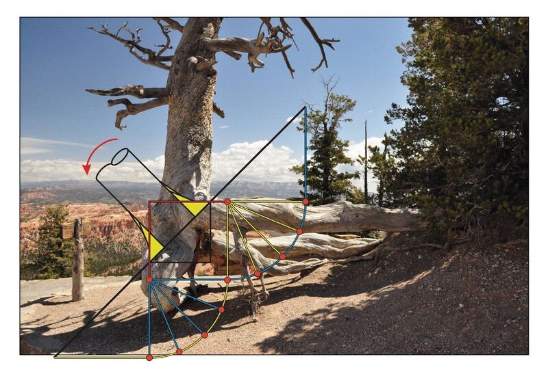 Mit der von Professor Claus Mattheck am KIT entwickelten Kraftkegelmethode lassen sich für die Baumstabilität erforderliche Wurzelarchitekturen vorhersagen – wie hier an diesem Hangbaum. (Bild: KIT)