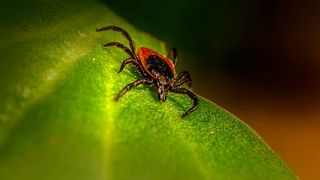 New molecular test detects Lyme infections earlier and more accurately than standard antibody methods. (Source: free licensed)
