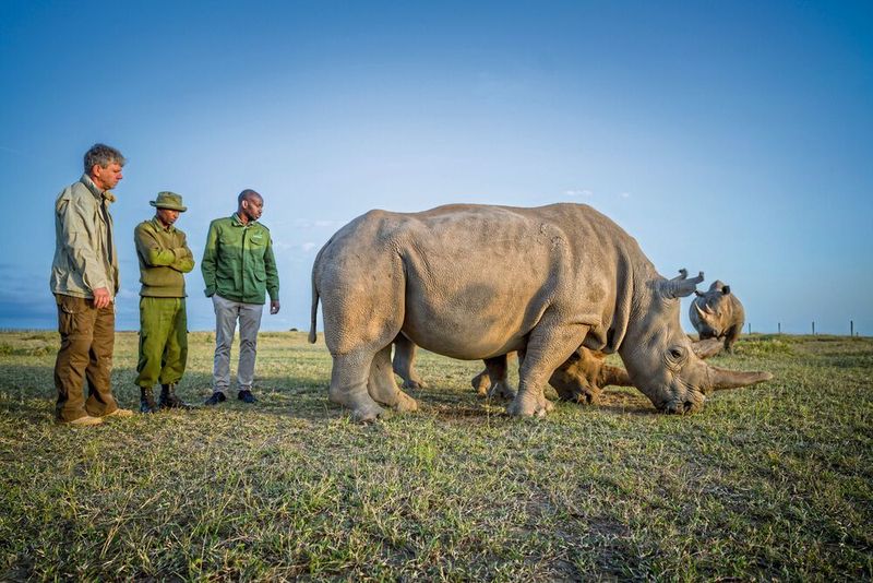 (v.l.) Prof. Dr. Thomas Hildebrandt vom Leibniz-IZW, Ol Pejeta’s Nashornpfleger Zachariah Mutai und Dr. Stephen Ngulu, leitender Tierarzt im Ol Pejeta Schutzgebiet, besuchen die Nashörner Najin und Fatu am Tag vor der Eizellentnahme. (Ami Vitale)
