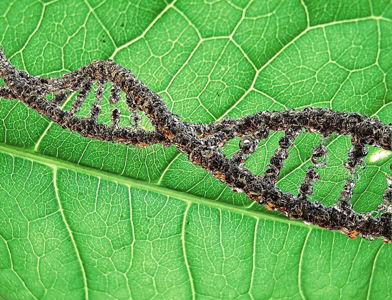 Pflanzen begegnen DNA-Schäden mit einem scheinbar umständlichen Mechanismus (Symbolbild). (Pixabay/LionFive, Wikipedia/Wiki-Fan)