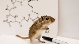 The research was conducted with Mongolian gerbils, rodents that form lasting pair bonds and raise their pups together. The work showed the nuanced effects of testosterone, depending on context. It also revealed how testosterone influences the neural activity of oxytocin cells, the so-called love hormone associated with social bonding. (Source: Aubrey Kelly)
