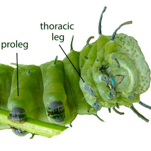 Photograph of an Attacus atlas caterpillar depicting the differences between the thoracic legs, which are uniramous (have one branch) and end in a single claw, and the prolegs, which are fleshy and have many crochets at the tip.