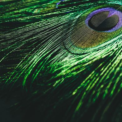 Scientists have been trying for years to replicate these "structural colors" of nature. (Source: )